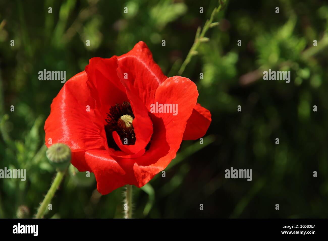 Im Frühling blüht roter Mohn auf der Autobahn A20 bei Gouda Stockfoto
