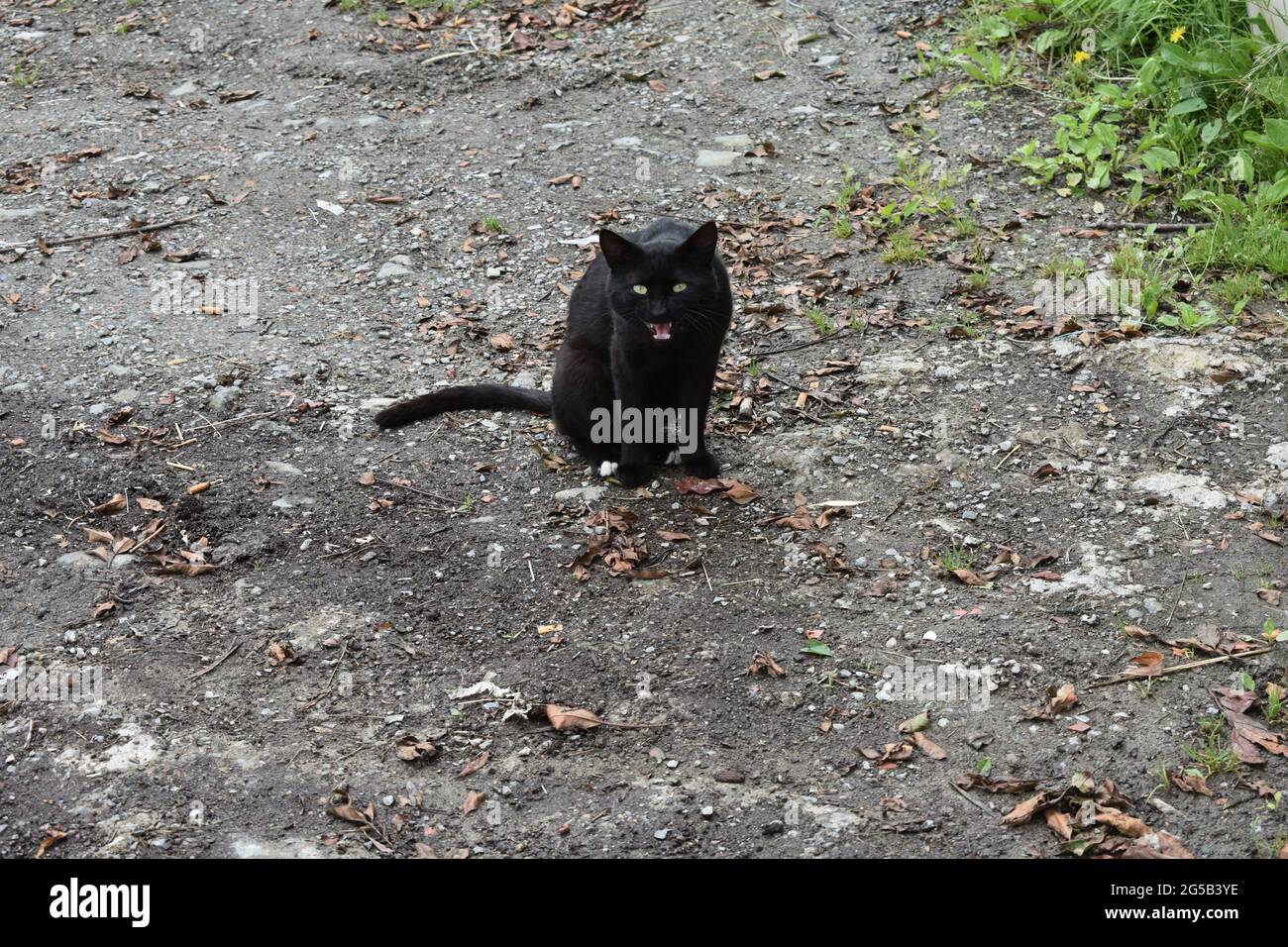 Nahaufnahme einer schwarzen Katze, die mit ihren grünen Augen starrt Stockfoto