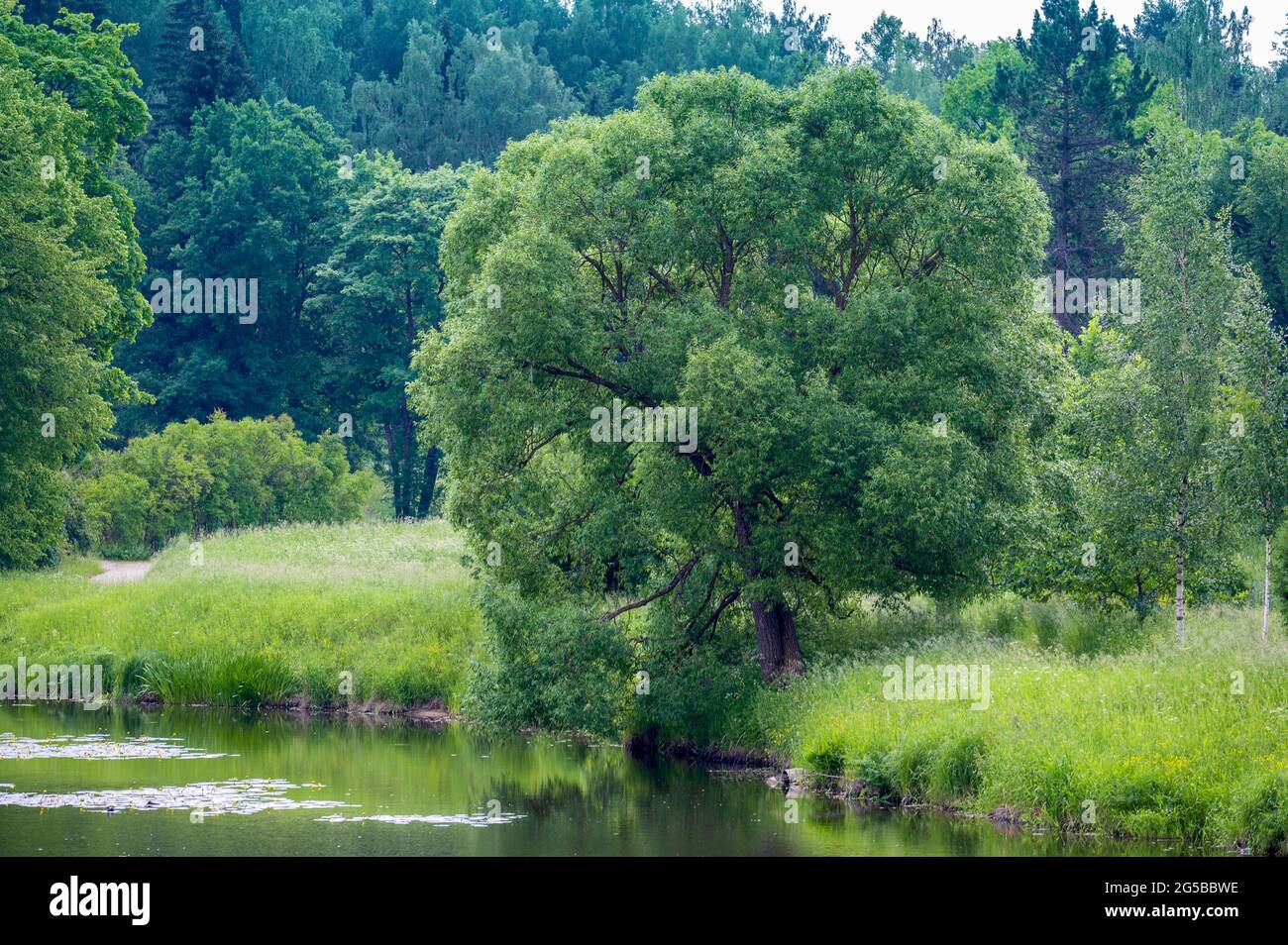 Schöne Wald- und Flusslandschaft an EINEM Summers Day. Großer Baum am Ufer des Waldflusses Stockfoto