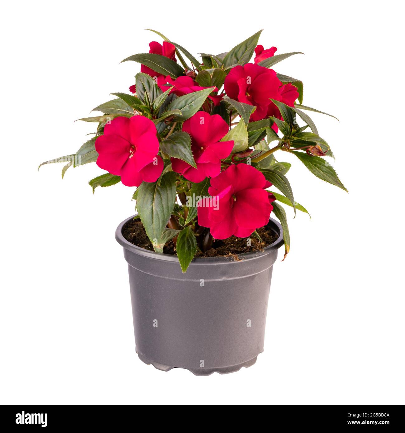 Rote Impatiens walleriana blüht im Blumentopf isoliert auf weißem Hintergrund Stockfoto Rote Impatiens walleriana blüht im Blumentopf isoliert auf weißem Hintergrund Stockfoto