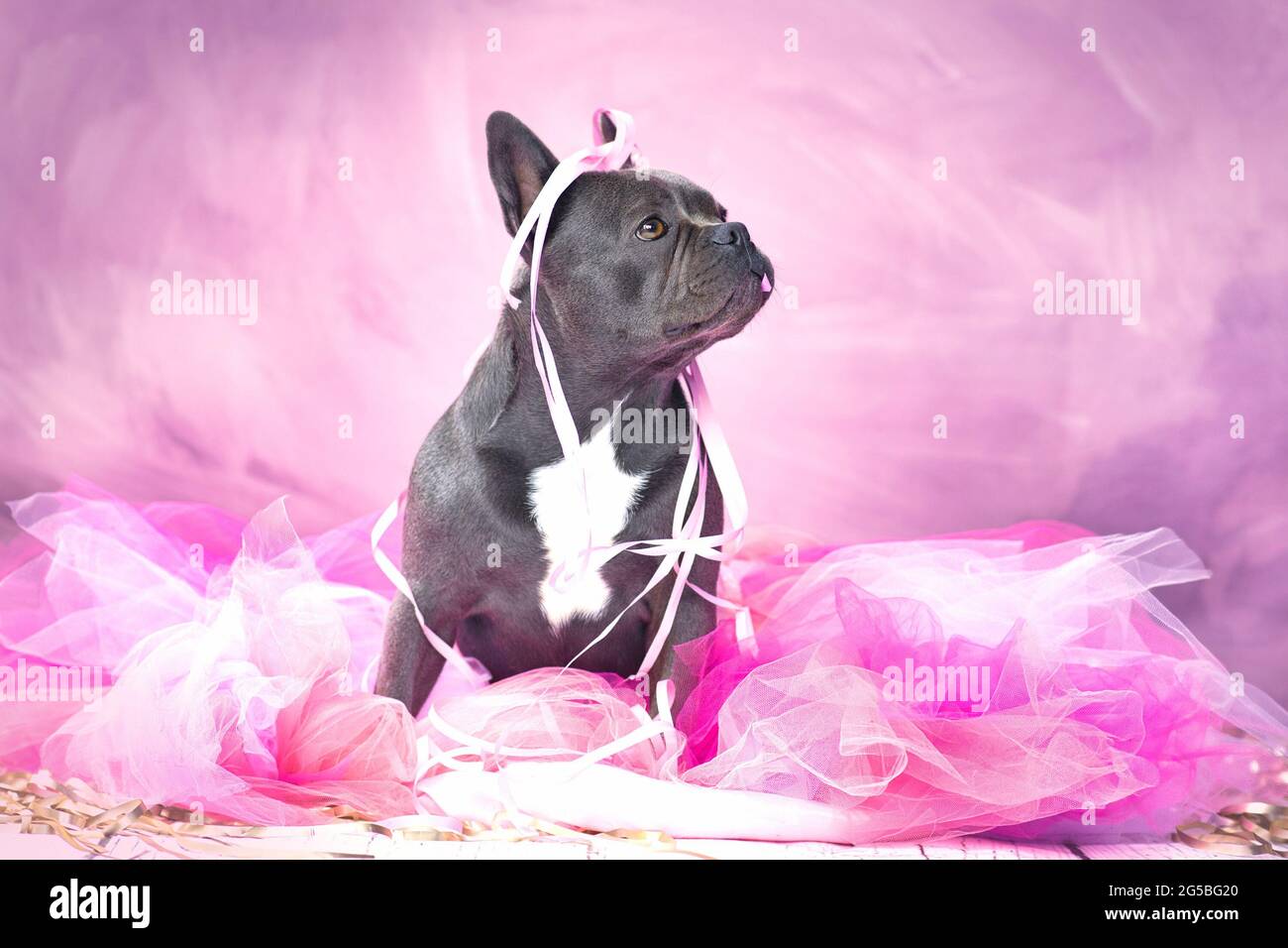 Schwarzer französischer Bulldogge-Hund in rosa Tutu-Rock mit Party-Streamer Stockfoto