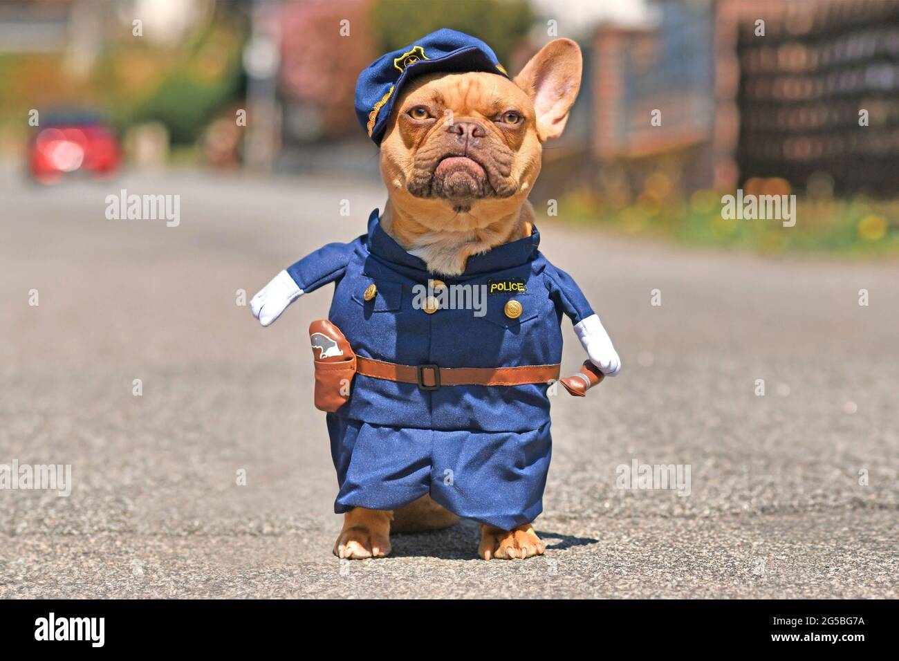 Rote Rehkitz Französisch Bulldogge Hund trägt lustige Polizei Offizier Uniform Kostüm mit gefälschten Waffen auf der Straße Stockfoto