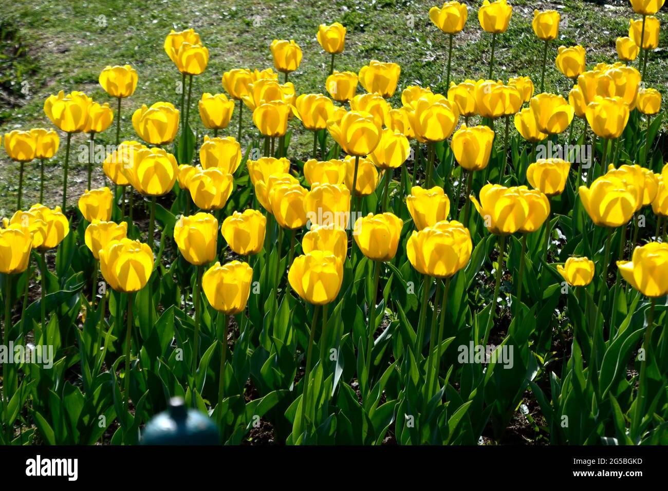 Schöne Tulpenblüte im Tulpengarten Stockfoto