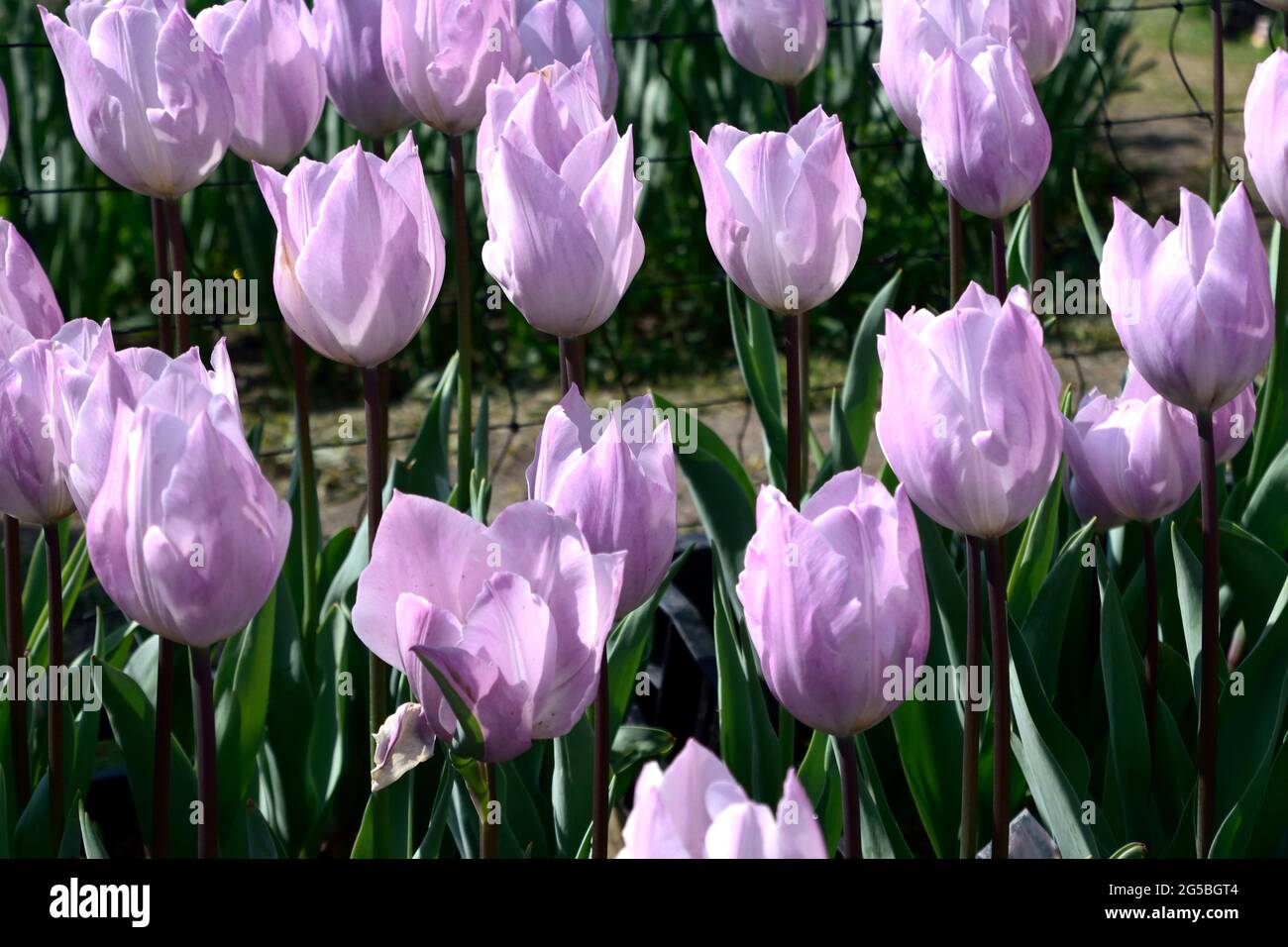 Schöne Tulpenblüte im Tulpengarten Stockfoto