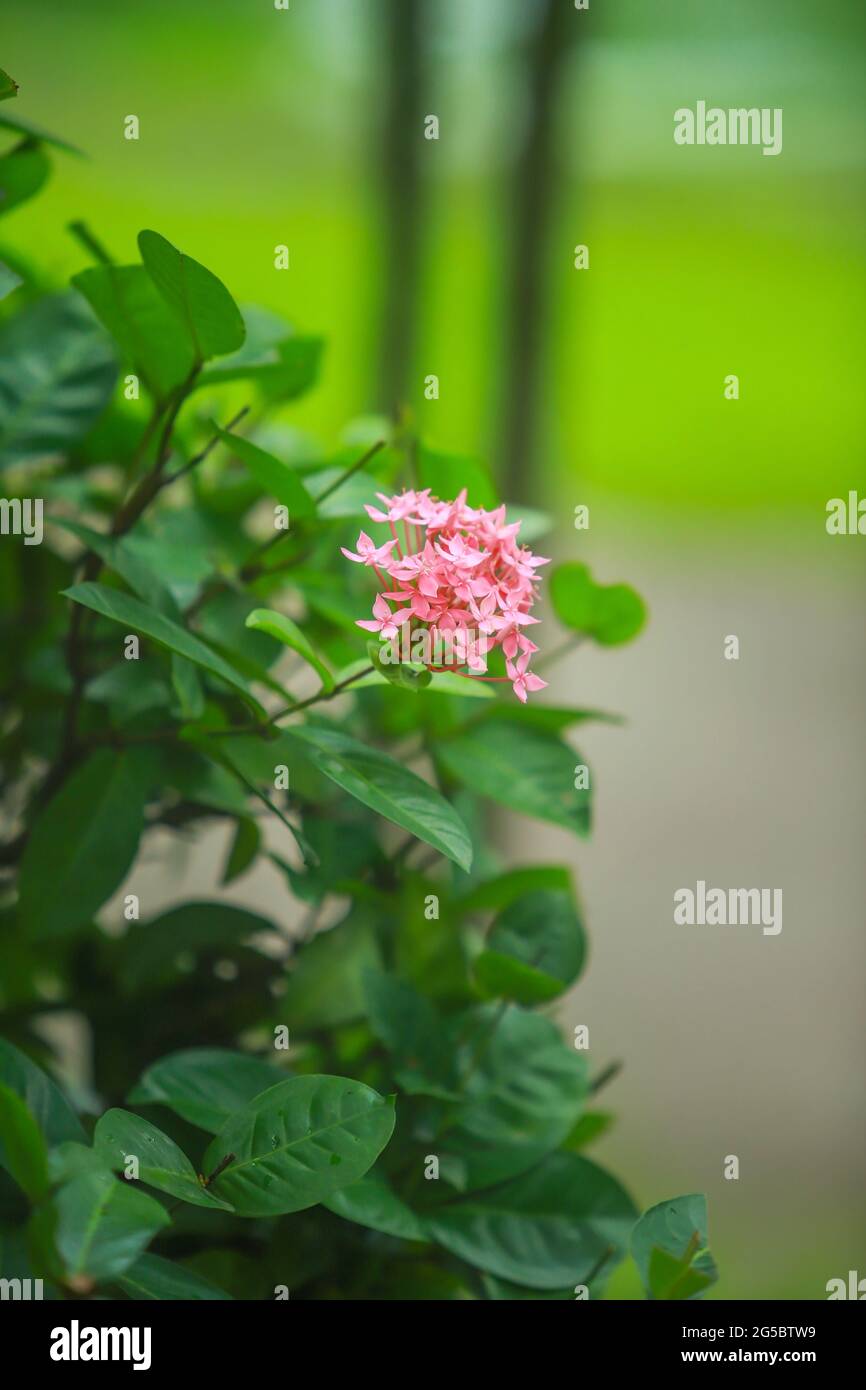 Farbenfrohe Hortensienblüten Rosa Hortensienblüten blühen im Frühling und Sommer bei Sonnenuntergang in bangladesch Stockfoto