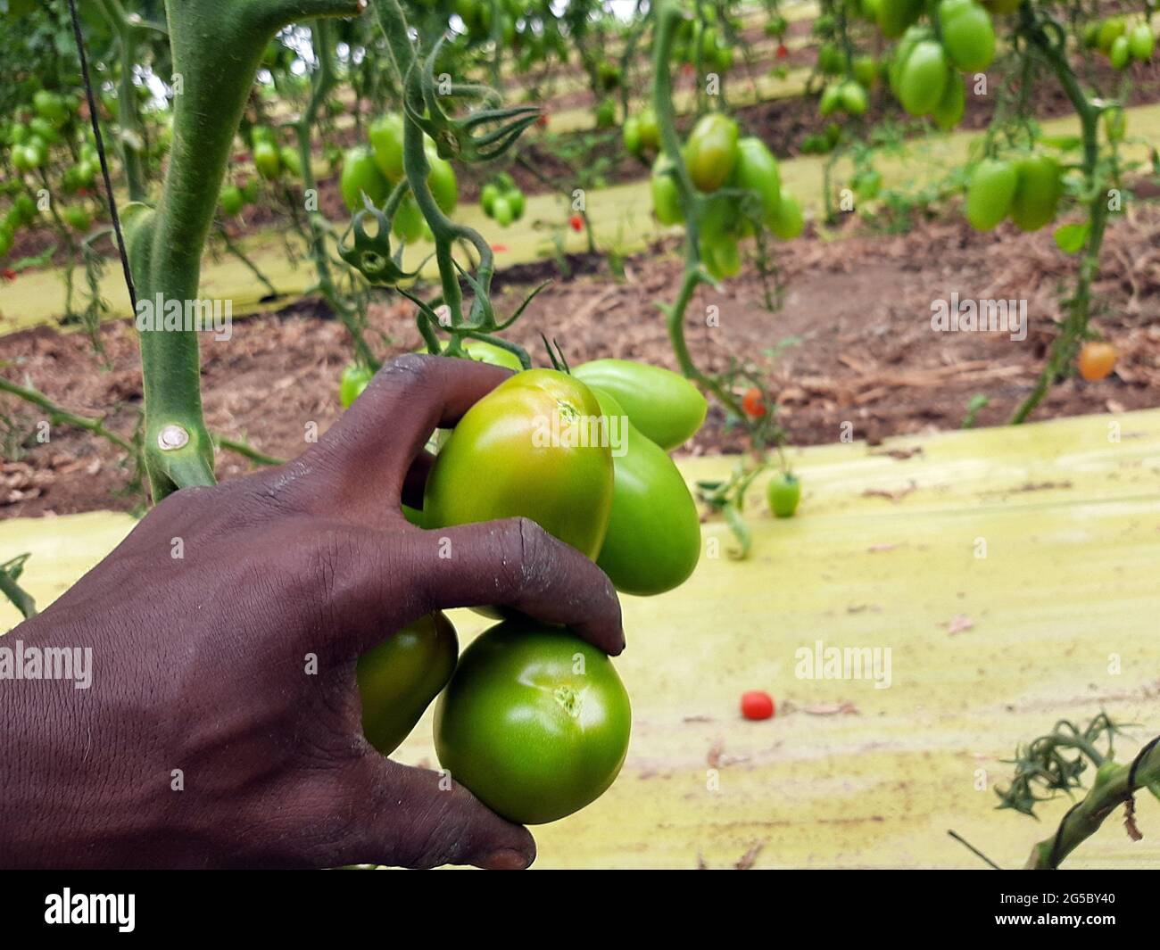 Die schwarzen Hände eines afrikanischen Arbeiters, der in Italien in der Nähe von Neapel Tomaten pflückt Stockfoto