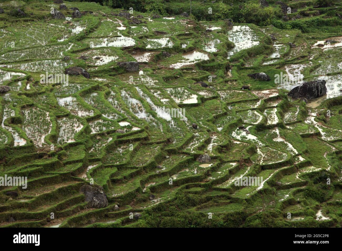 Reisterrassen in Batutumonga, Lempo, Nord-Toraja, Süd-Sulawesi, Indonesien. Höhere Temperaturen, die durch die globale Erwärmung verursacht werden, dürften die Reiserträge in Indonesien verringern. Veränderungen der El-Nino-Muster, die den Beginn und die Dauer der Regenzeit beeinflussen, bringen auch die landwirtschaftliche Produktion in einen anfälligen Status. Die Entwicklung neuer oder verbesserter lokaler Reissorten, die widerstandsfähiger sind - wie jüngste Studien in anderen Ländern - könnte einer der Schlüssel zur Milderung sein. Stockfoto