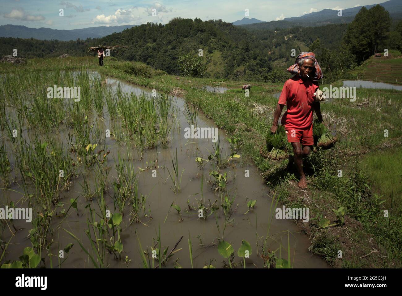 Ein Reisbauer, der Jungreispflanzen trägt und an einem hellen Tag auf einem Damm durch Reisfelder geht, in der Nähe von Kurra, Tana Toraja, Süd-Sulawesi, Indonesien. Höhere Temperaturen, die durch die globale Erwärmung verursacht werden, dürften die Reiserträge in Indonesien verringern. Veränderungen der El-Nino-Muster, die den Beginn und die Dauer der Regenzeit beeinflussen, bringen auch die landwirtschaftliche Produktion in einen anfälligen Status. Die Entwicklung neuer oder verbesserter lokaler Reissorten, die widerstandsfähiger sind - wie jüngste Studien in anderen Ländern - könnte einer der Schlüssel zur Milderung sein. Stockfoto