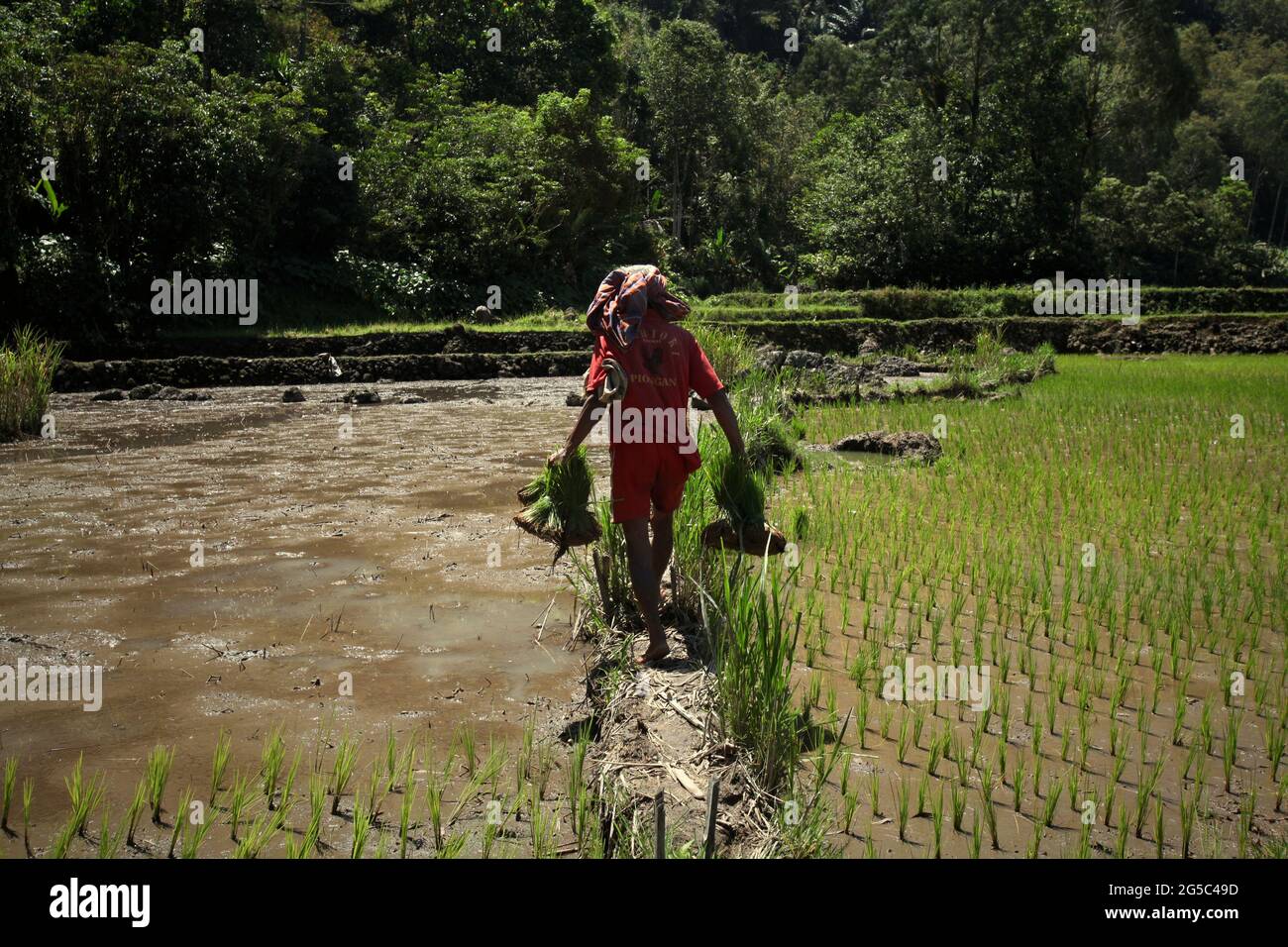 Ein Reisbauer, der Jungreispflanzen trägt und an einem hellen Tag auf einem Damm durch Reisfelder geht, in der Nähe von Kurra, Tana Toraja, Süd-Sulawesi, Indonesien. Höhere Temperaturen, die durch die globale Erwärmung verursacht werden, dürften die Reiserträge in Indonesien verringern. Veränderungen der El-Nino-Muster, die den Beginn und die Dauer der Regenzeit beeinflussen, bringen auch die landwirtschaftliche Produktion in einen anfälligen Status. Die Entwicklung neuer oder verbesserter lokaler Reissorten, die widerstandsfähiger sind - wie jüngste Studien in anderen Ländern - könnte einer der Schlüssel zur Milderung sein. Stockfoto