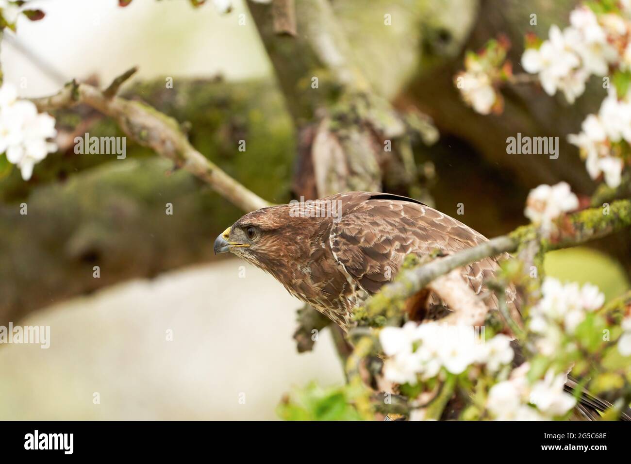 Nahaufnahme eines Bussardvogels, der in einem Obstbaum sitzt. Der Apfelbaum ist voller weißer Blüten. Stockfoto