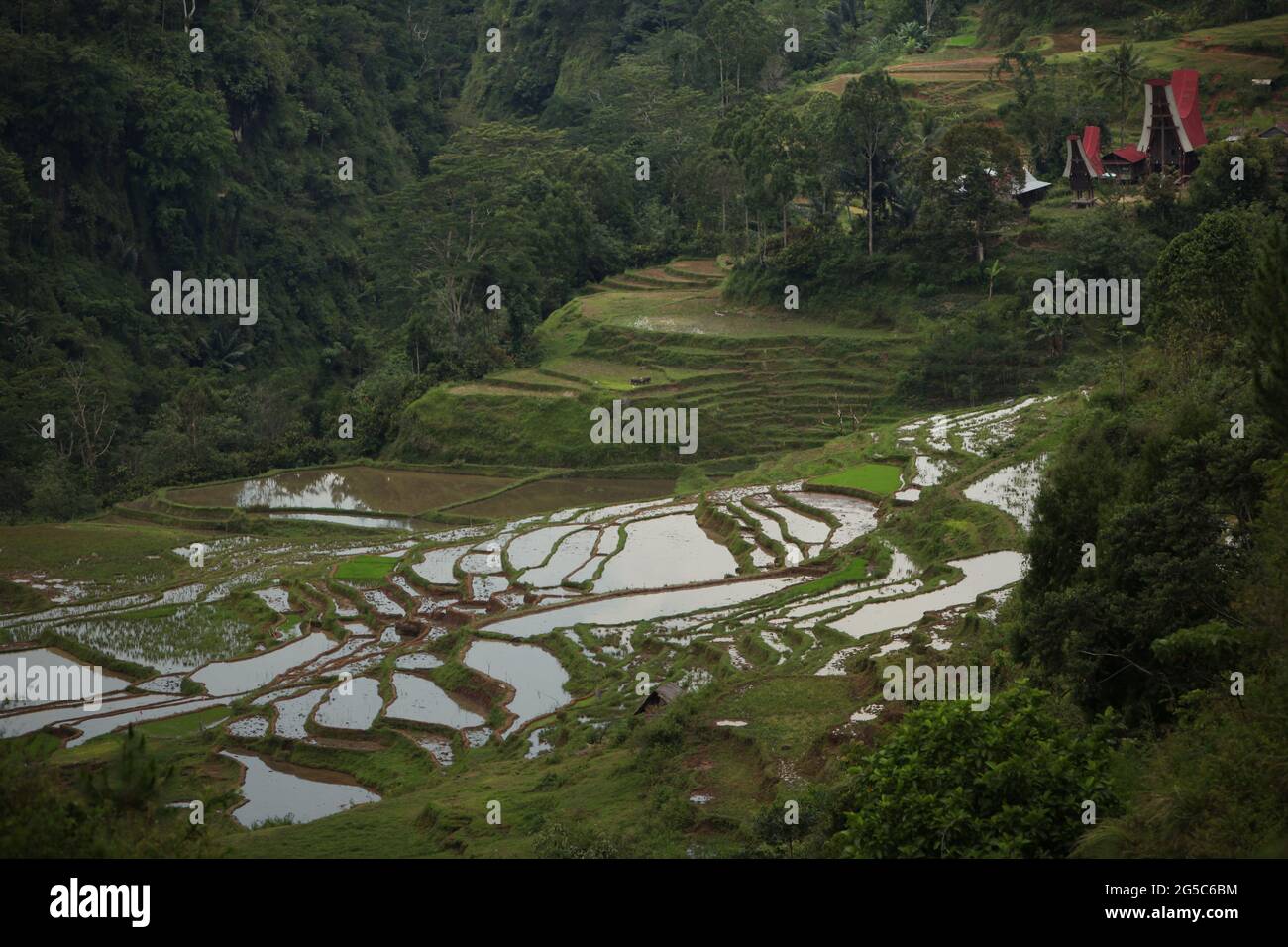 Reisterrassen im Dorf Piongan, Nord-Toraja, Süd-Sulawesi, Indonesien. Höhere Temperaturen, die durch die globale Erwärmung verursacht werden, dürften die Reiserträge in Indonesien verringern. Veränderungen der El-Nino-Muster, die den Beginn und die Dauer der Regenzeit beeinflussen, bringen auch die landwirtschaftliche Produktion in einen anfälligen Status. Die Entwicklung neuer oder verbesserter lokaler Reissorten, die widerstandsfähiger sind - wie jüngste Studien in anderen Ländern - könnte einer der Schlüssel zur Milderung sein. Stockfoto