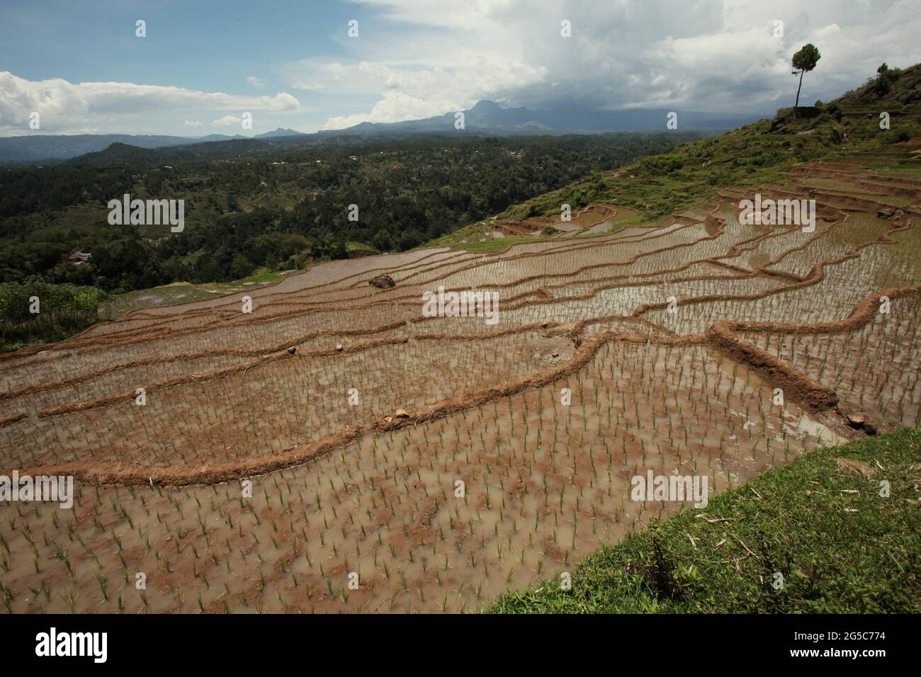 Reisterrassen an einem trockenen Oktobertag in der Nähe von Bambalu, Tana Toraja, Süd-Sulawesi, Indonesien. Höhere Temperaturen, die durch die globale Erwärmung verursacht werden, dürften die Reiserträge in Indonesien verringern. Veränderungen der El-Nino-Muster, die den Beginn und die Dauer der Regenzeit beeinflussen, bringen auch die landwirtschaftliche Produktion in einen anfälligen Status. Die Entwicklung neuer oder verbesserter lokaler Reissorten, die widerstandsfähiger sind - wie jüngste Studien in anderen Ländern - könnte einer der Schlüssel zur Milderung sein. Stockfoto