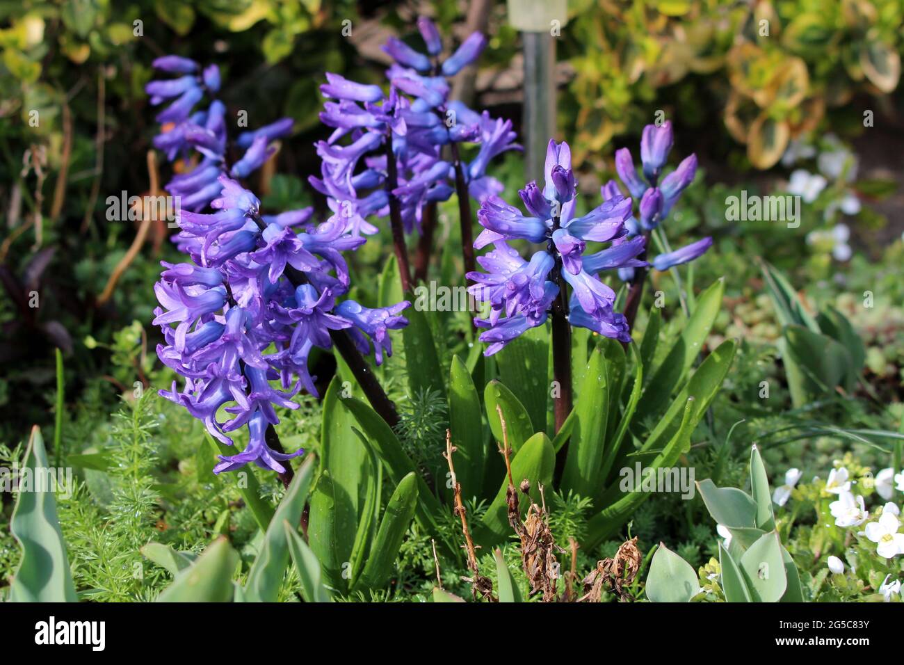 Hyazinthen oder Hyacinthus blühende Pflanzen voller kleiner blauer, vollständig offener blühender Blüten, die in einzelnen Spitzen oder Racemen wachsen, die mit Regentropfen bedeckt sind Stockfoto