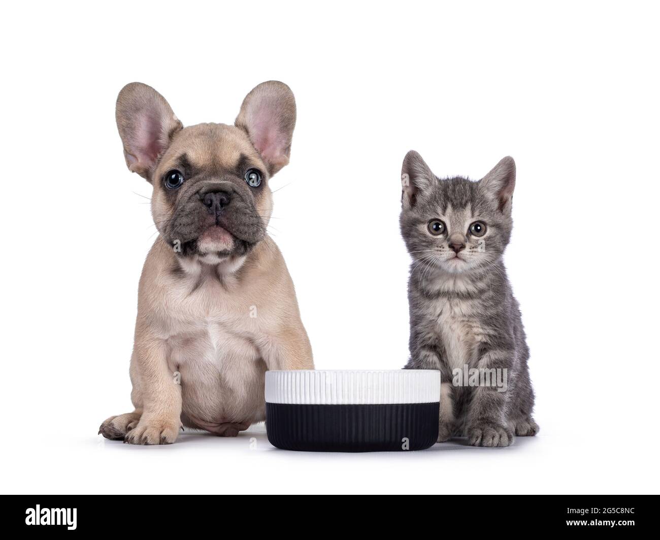 Niedliche kleine graue Hauskatze Kätzchen und fawn Französisch Bulldog Welpe, sitzt neben leeren Keramik-Food-Schale. Beide blicken direkt auf die Kamera. Isoliert ein Stockfoto