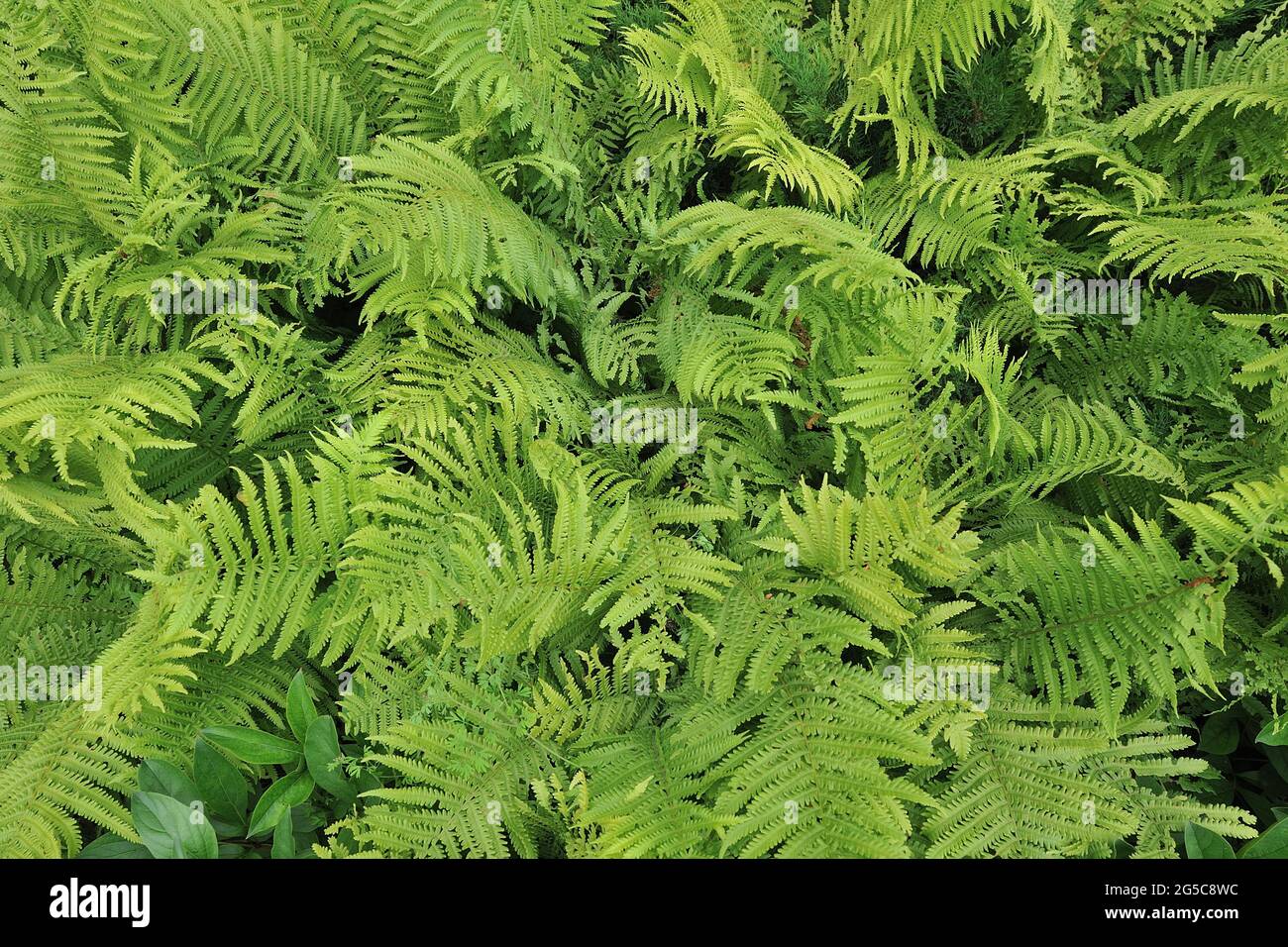 Frische grüne Farnblätter, Vollrahmenabdeckung Stockfoto