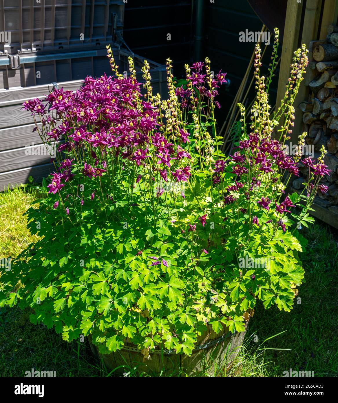 Nahaufnahme des purpurnen Columbine (Aquilegia) Stockfoto