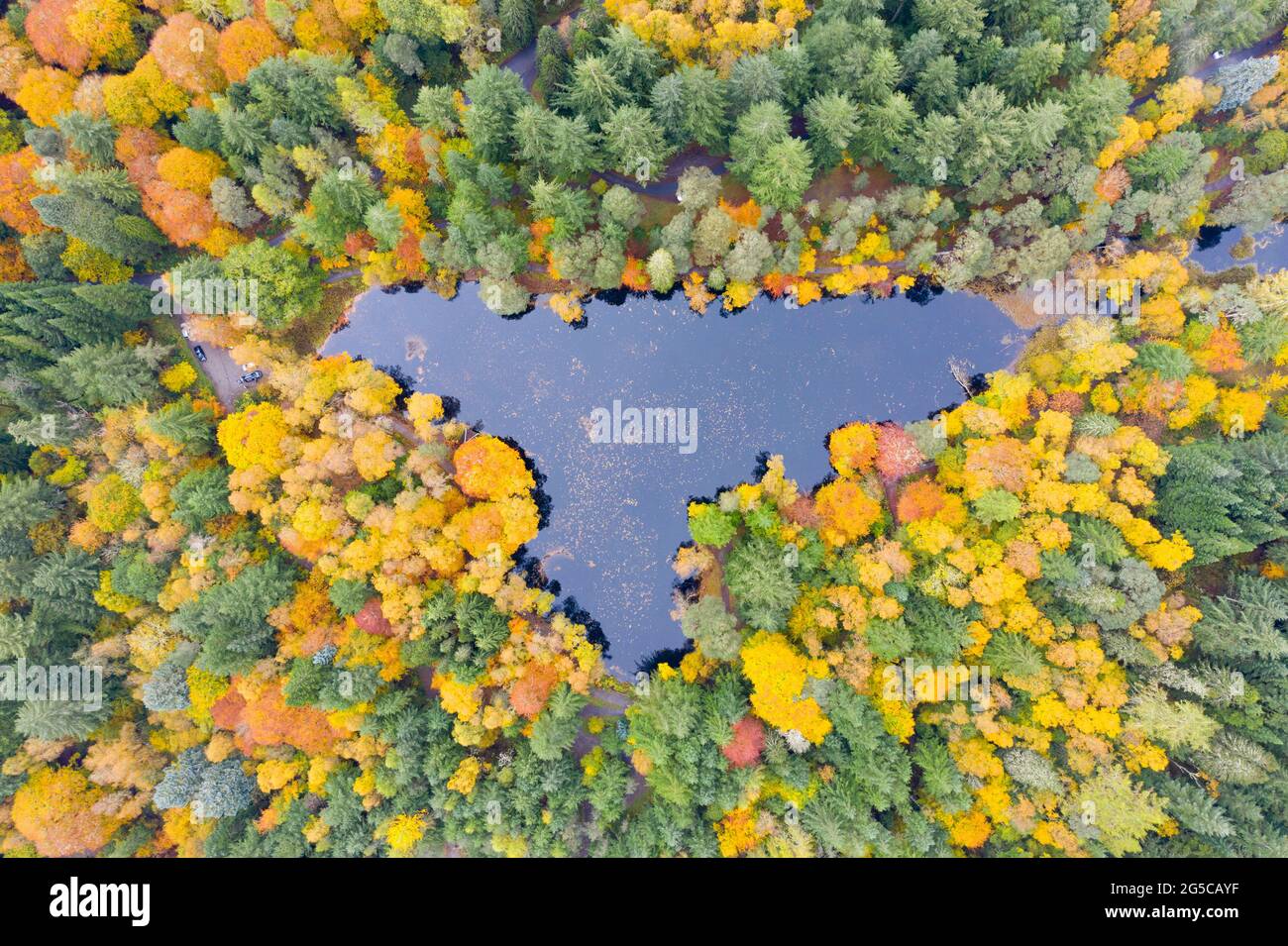 Herbstfarben in den Bäumen am Loch Dunmore in Faskally Wood bei Pitlochry in Perthshire, Schottland, Großbritannien Stockfoto