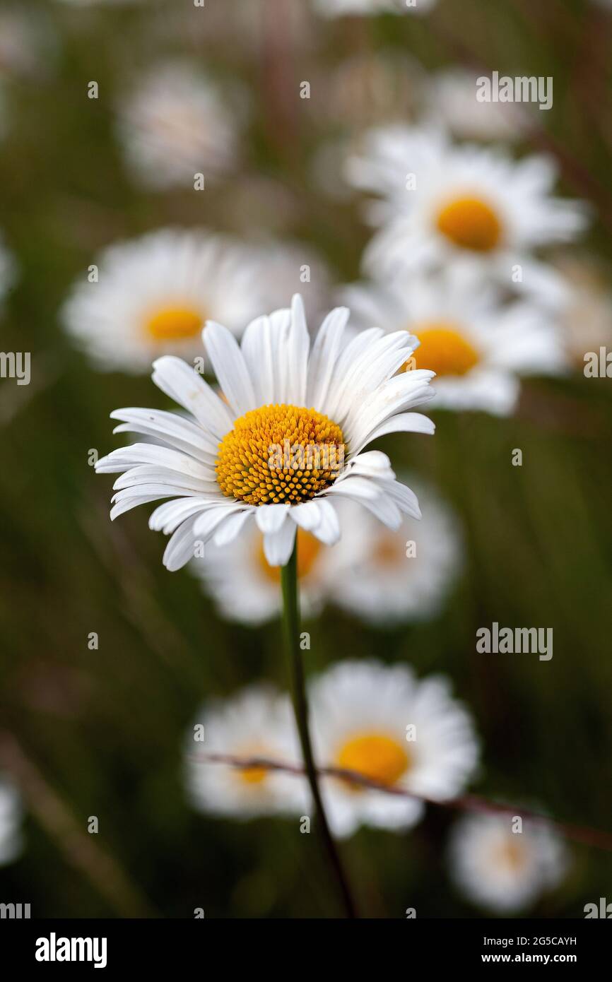 Leucanthemum vulgare. Eine Gänseblümchen-Blume mit Ochsenaugen vor dunklem Hintergrund. Stockfoto