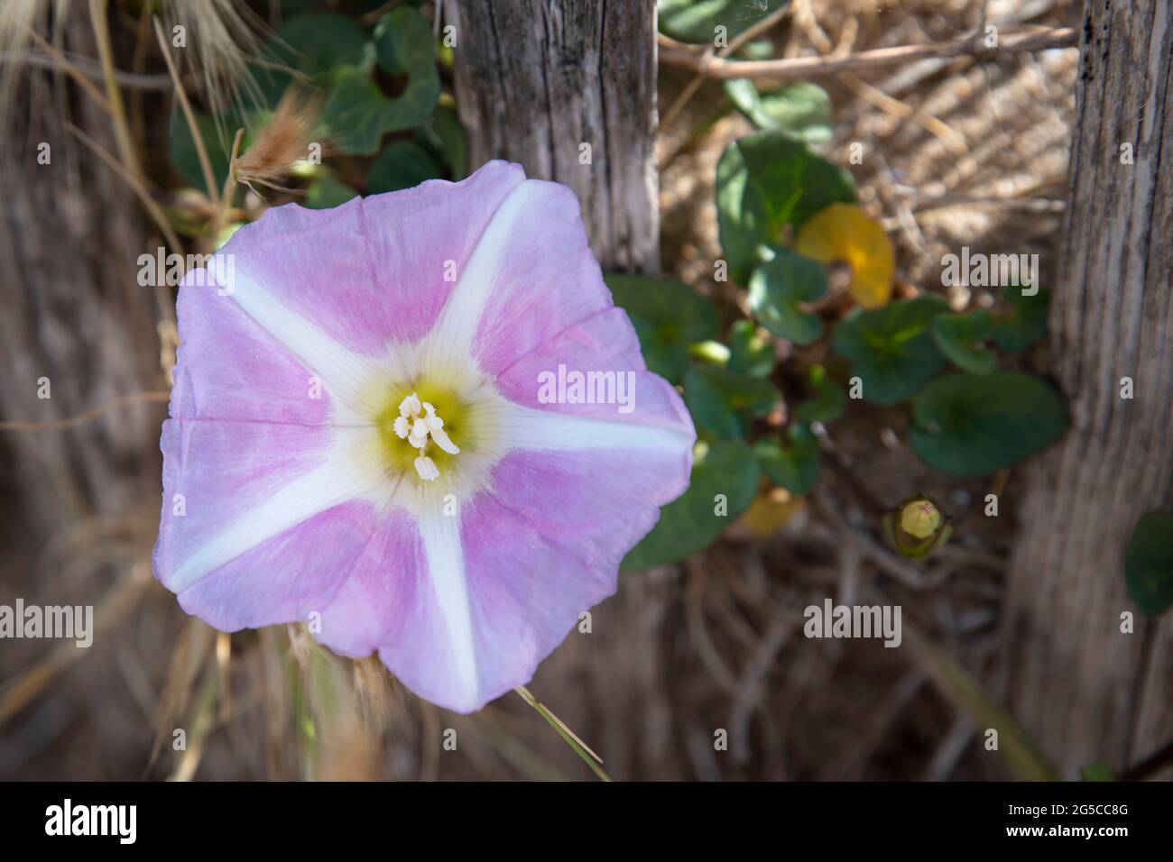 Nahaufnahme einer rosa Bindenweed-Blume auf einer Sanddüne Stockfoto
