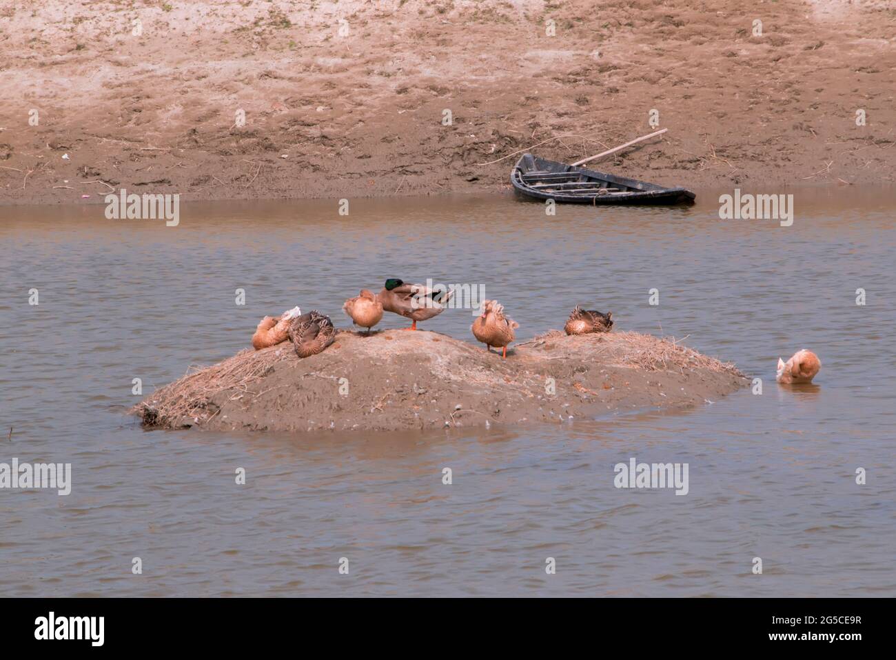 Der Boden ist eine weiche, körnige Abdeckung der Erdoberfläche Stockfoto