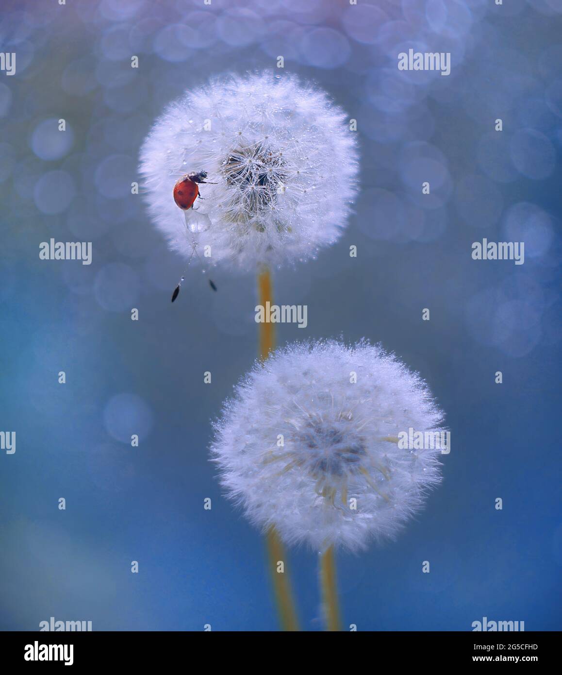 Marienkäfer auf einem Dandelion Stockfoto