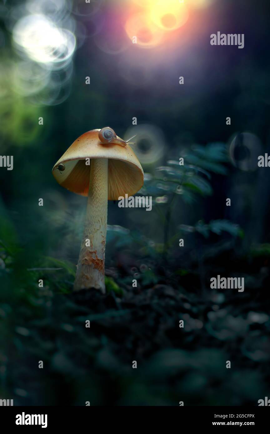 Giftiger Pilz im Wald Stockfoto