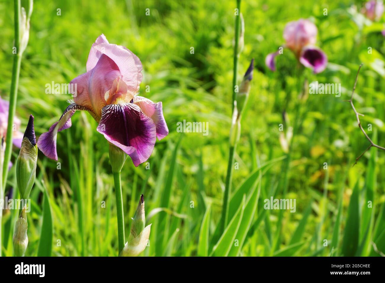 Eine wunderschöne mehrfarbige Irisblume in violetten Tönen auf einem Blumenbett im grünen Gras. Selektiver Fokus. Stockfoto