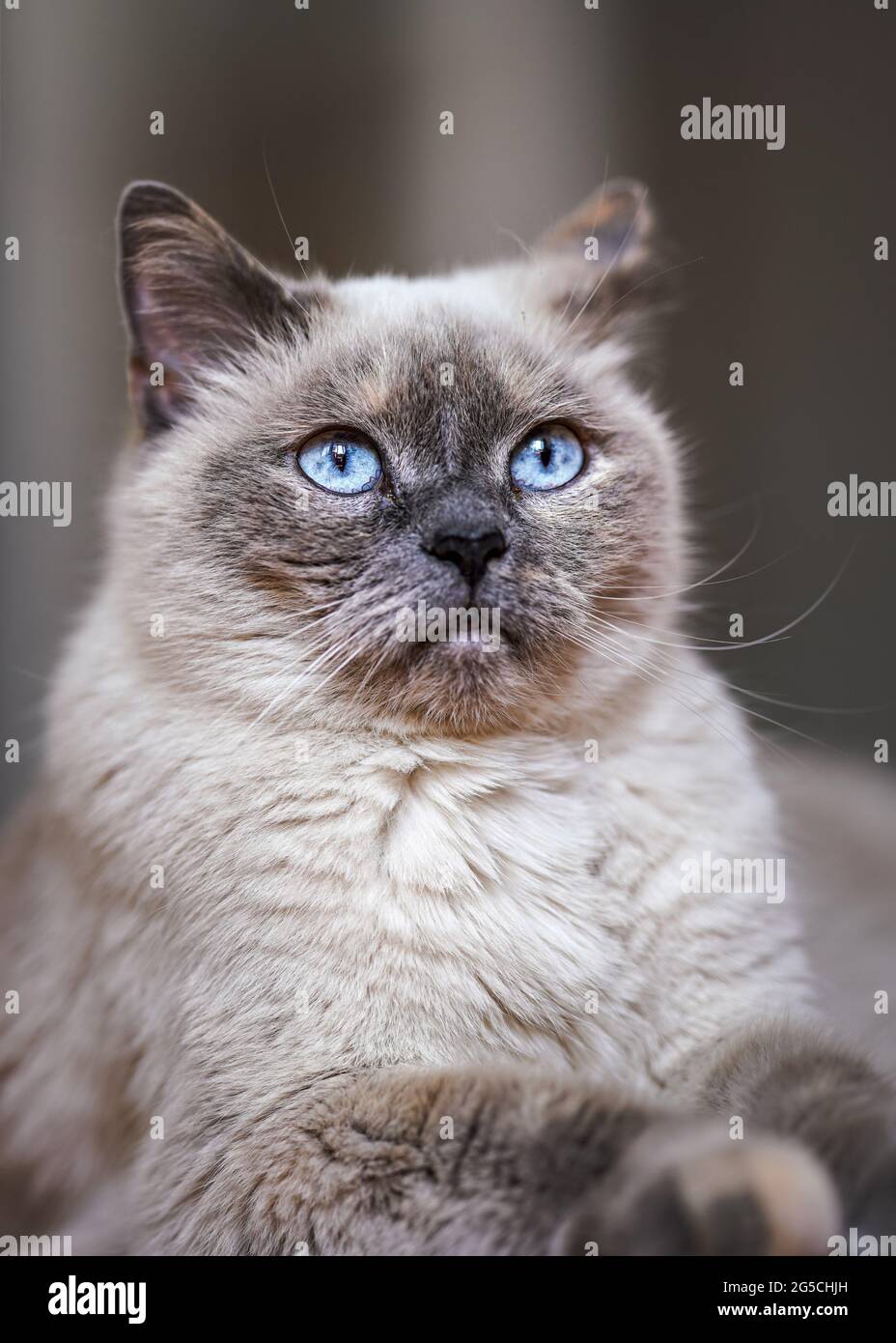 Ältere graue Katze mit stechenden blauen Augen, Nahaufnahme Detail Stockfoto