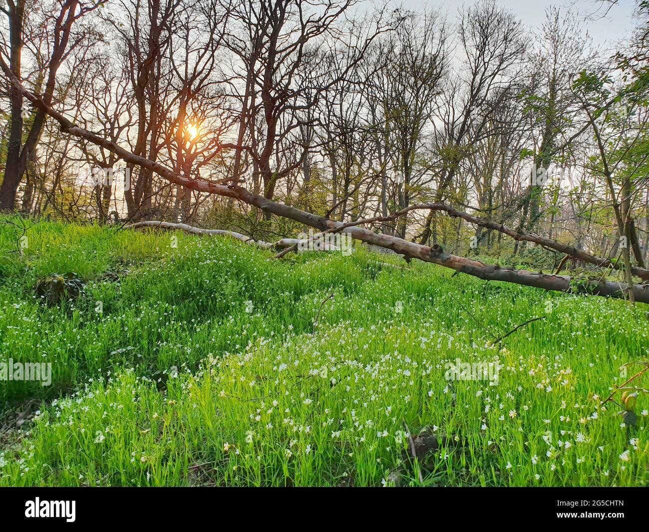 Ein Feld mit Blumen im Frühling mit Sonnenuntergang Stockfoto