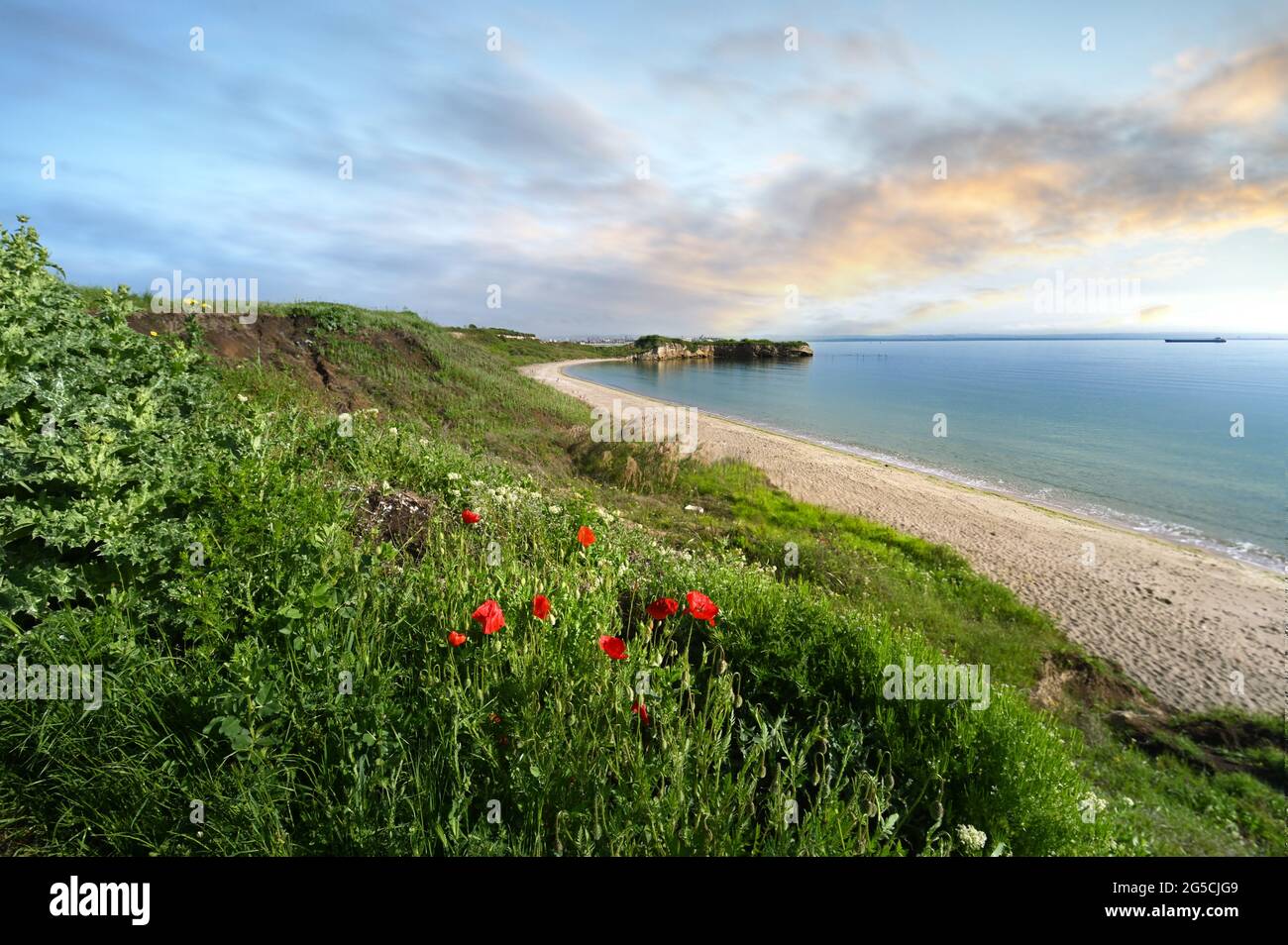 Meereslandschaft der Felsen an der Küste von Kraimorie, Burgas Region, Bulgarien. Der schöne Strand des schwarzen Meeres mit wilden Mohnblumen. Stockfoto