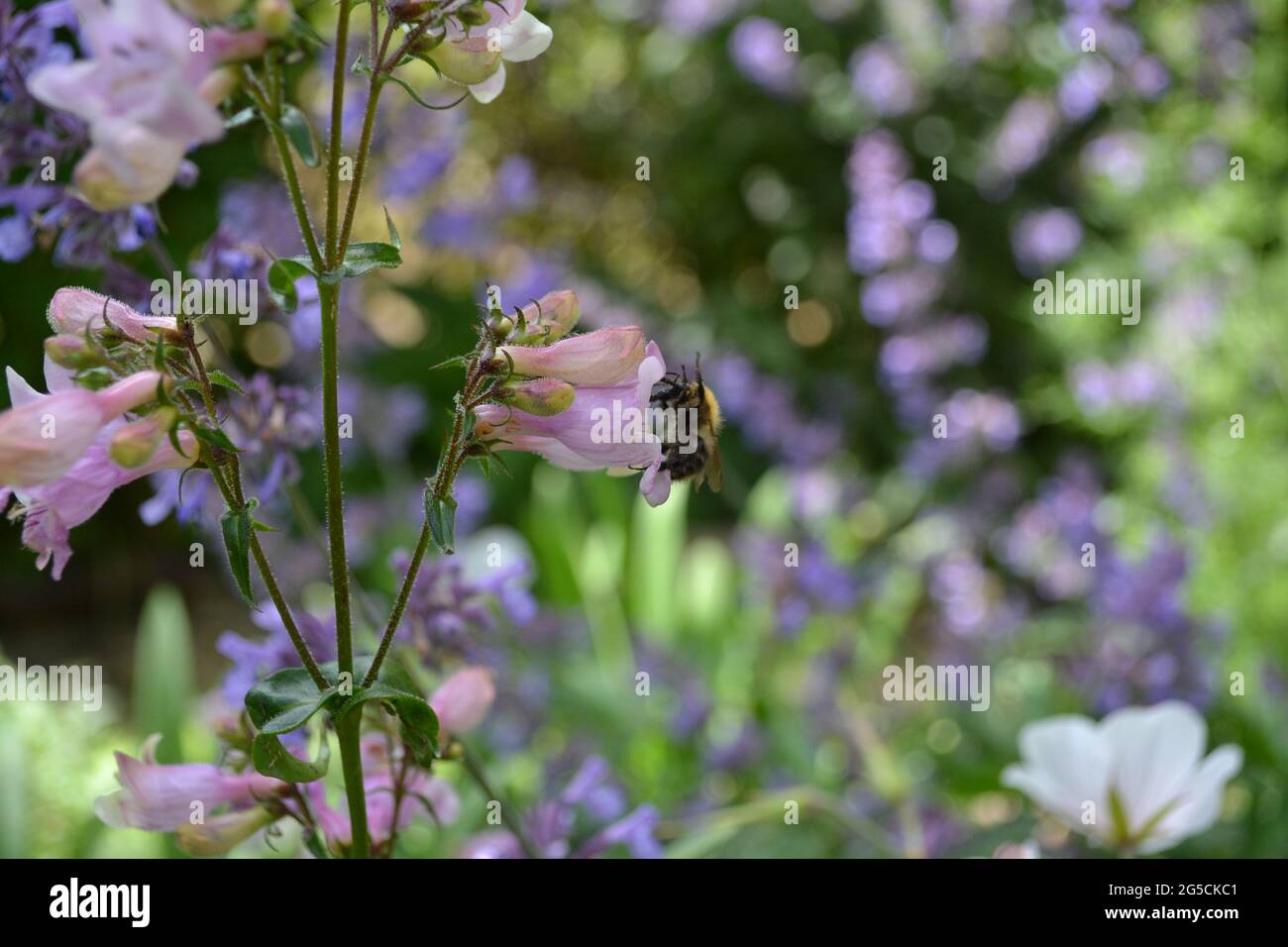 Penstemon digitalis 'Husker Red', Penstemon 'Husker Red', in einem englischen Garten, besucht von einer Biene. Stockfoto