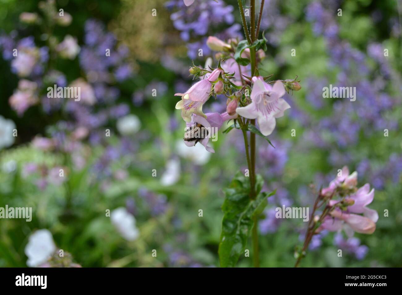 Penstemon digitalis 'Husker Red', Penstemon 'Husker Red', in einem englischen Garten, besucht von einer Biene. Stockfoto