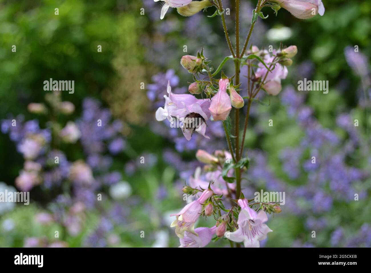 Penstemon digitalis 'Husker Red', Penstemon 'Husker Red', in einem englischen Garten, besucht von einer Biene. Stockfoto