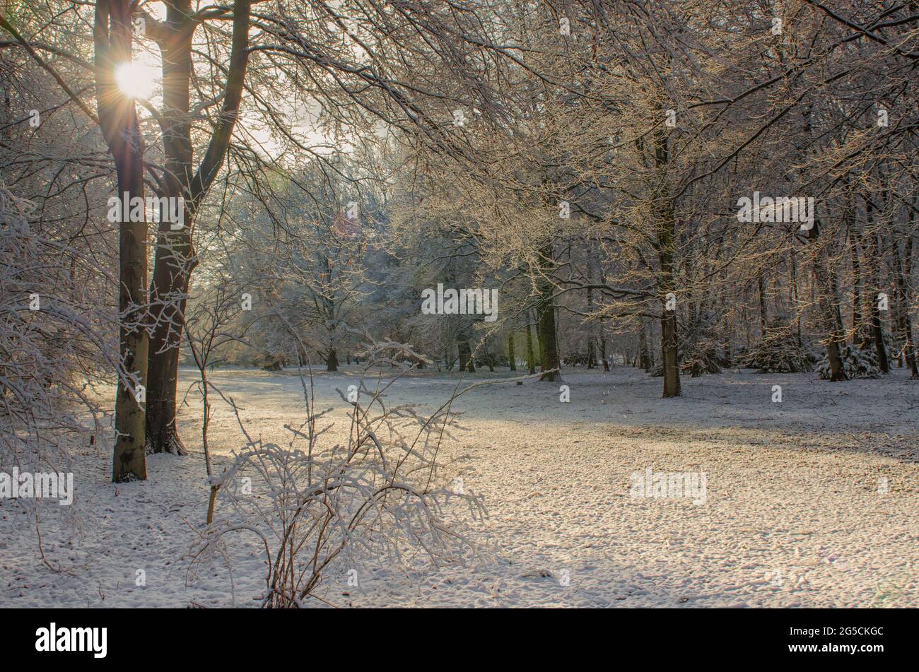 Der Schein der Morgensonne, der zwischen den Bäumen und auf dem unbetretenen verschneiten Boden im Berliner Tiergarten auftaucht, hat eine malerische Winterszene. Stockfoto