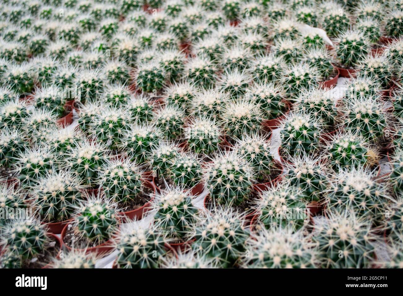 Nahaufnahme von vielen kleinen runden Kakteen mit scharfen gelben Nadeln in Blumentöpfen. Blumenverkauf. Kaktushintergrund. Stockfoto