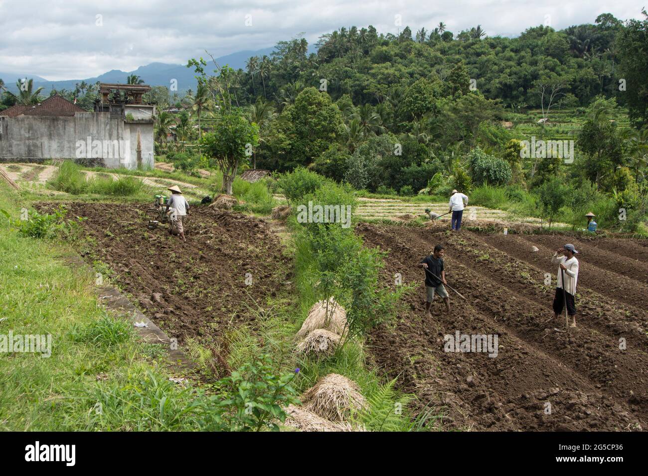 Bauern, die die Felder bewirtschaften. Bali, Indonesien. Stockfoto