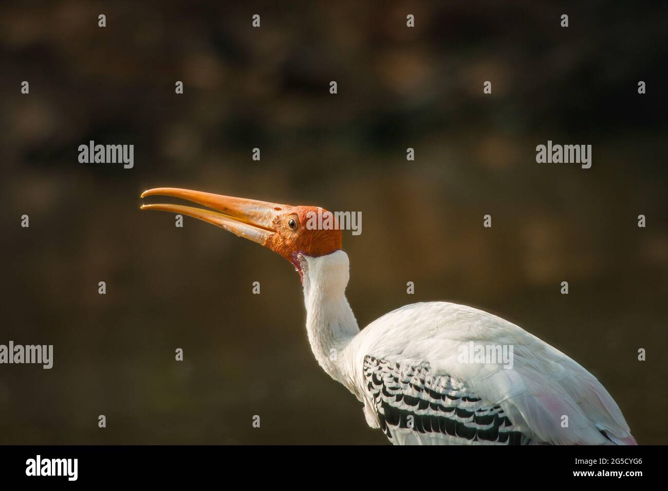 Bemalter Storch in seinem natürlichen Lebensraum am Ufer des Flusses Cauvery, Vogelschutzgebiet Ranganathittu, Srirangapatnam, Mysore. Stockfoto