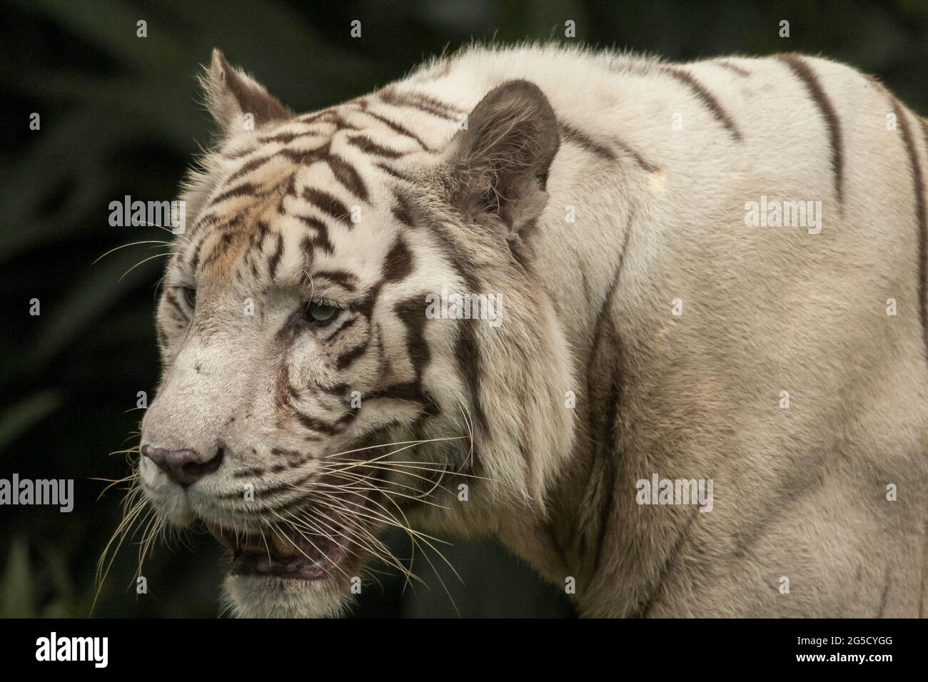 Von Angesicht zu Angesicht mit dem weißen Bengal Tiger, der einen intensiven Blick auf ihn macht. Nahaufnahme White Bengal Tiger isoliert auf einem Hintergrund. Kopfporträt. Stockfoto