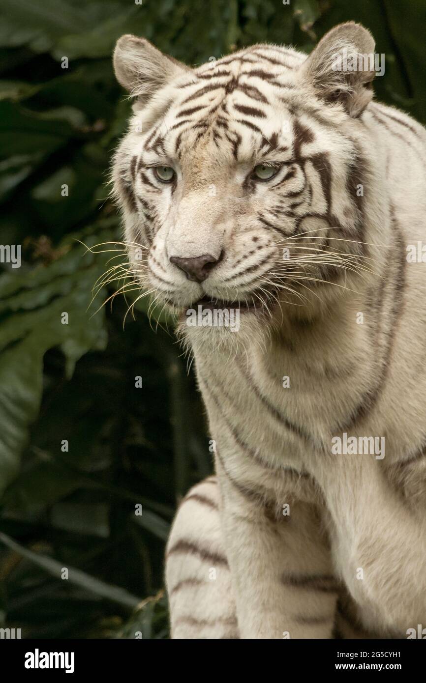 Von Angesicht zu Angesicht mit dem weißen Bengal Tiger, der einen intensiven Blick auf ihn macht. Nahaufnahme White Bengal Tiger isoliert auf einem Hintergrund. Kopfporträt. Stockfoto