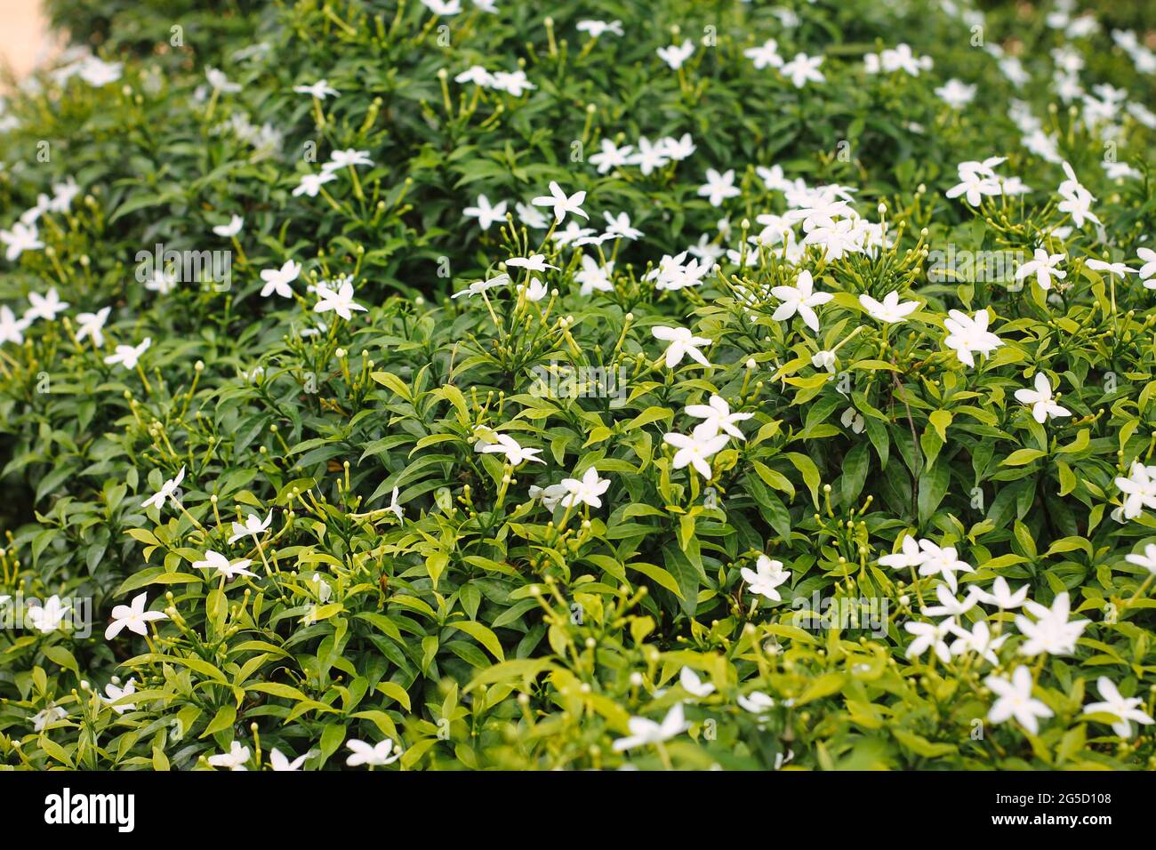Nahaufnahme von blühenden weißen Jasminblüten aus Crepe Stockfoto