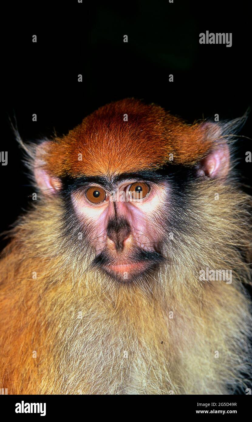 Patas Affe, Erythrocebus patas Stockfoto