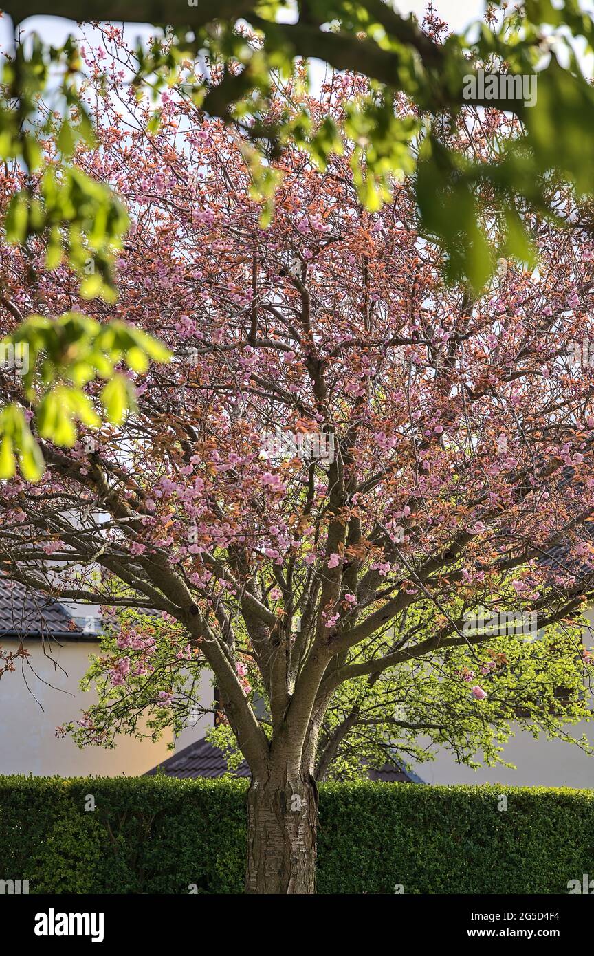 Schöne Frühlingsansicht von einem einzelnen blühenden Kirschbaum (Prunus Shogetsu Oku Miyako) mit Kastanienblättern im Vordergrund, Ballawley Park, Dublin Stockfoto