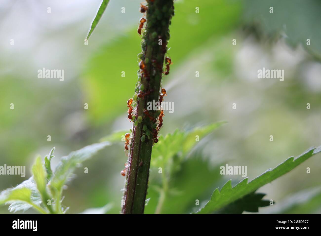 Rote Ameisen melken grüne Blattläuse auf einem Brennnesselstamm Stockfoto