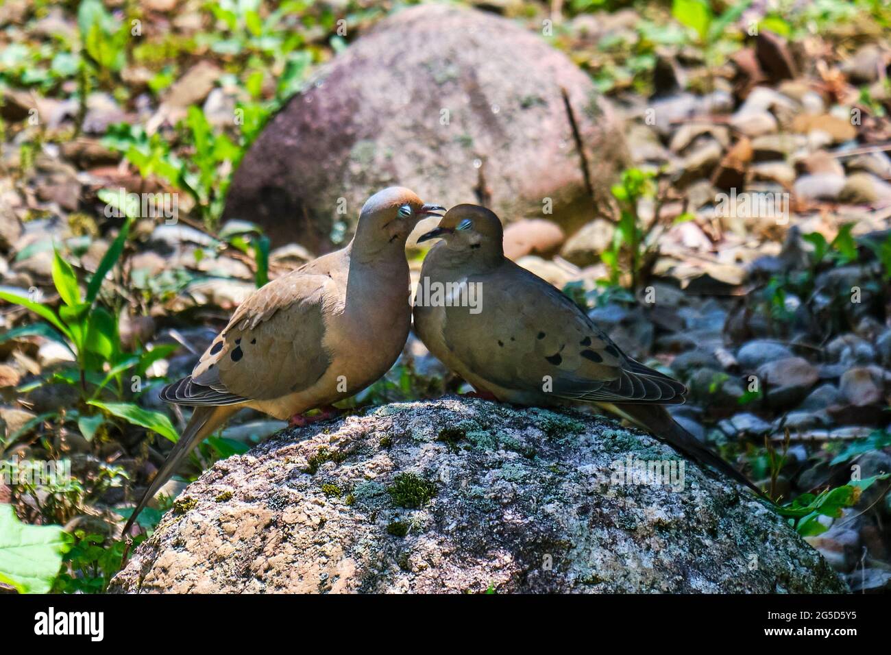 Liebevolle Trauertauben zeigen Liebe Stockfoto