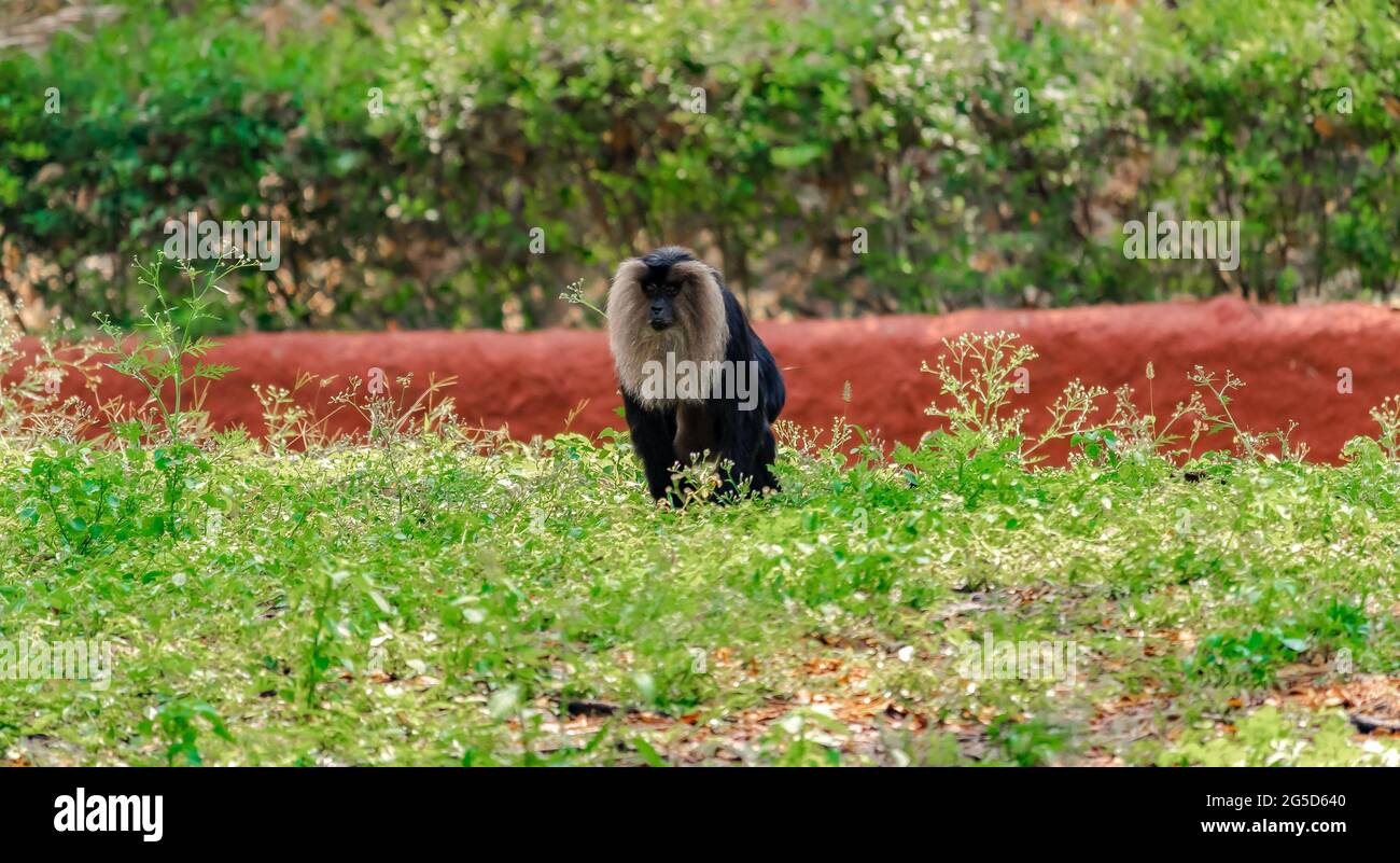 Affe im Zoo, Ape Stockfoto