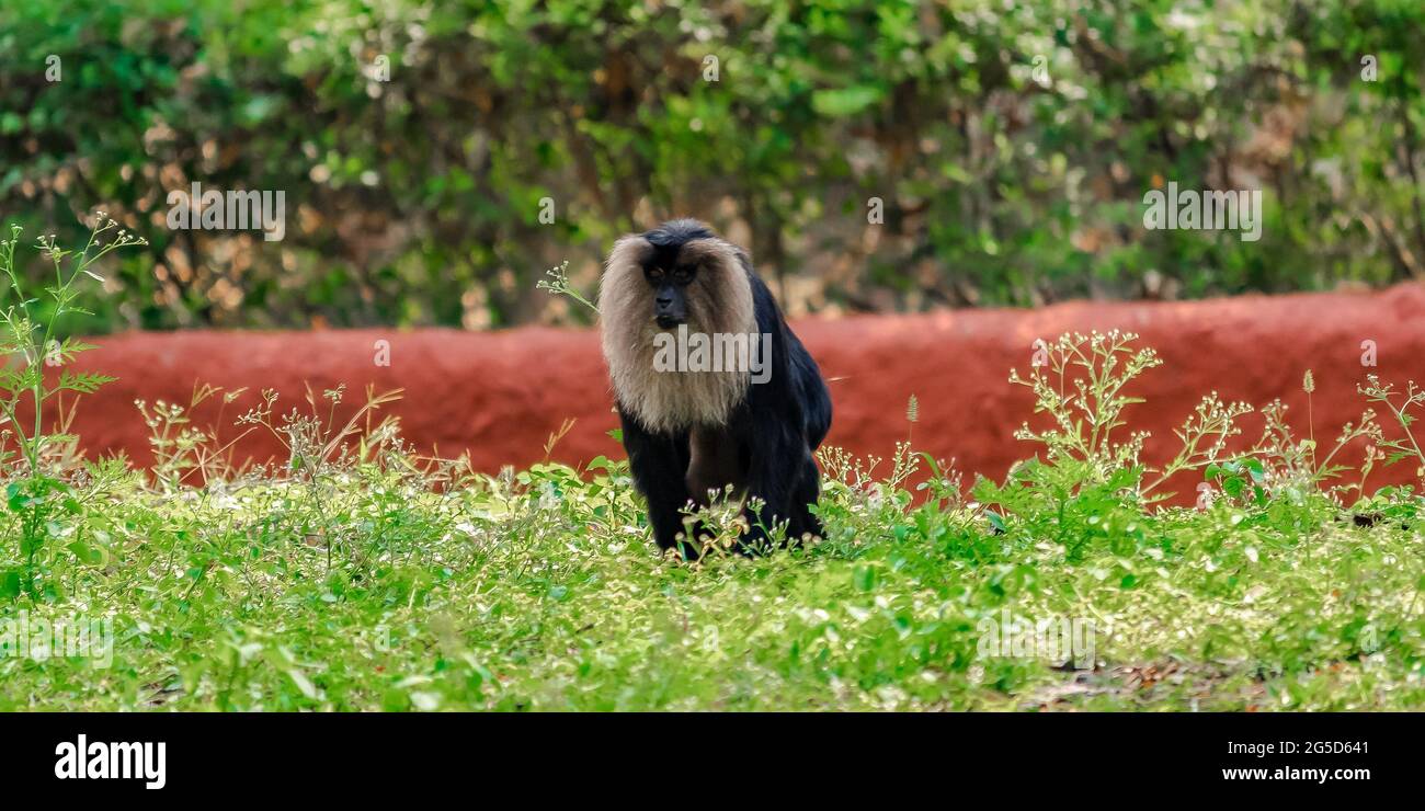 Affe im Zoo, Ape Stockfoto