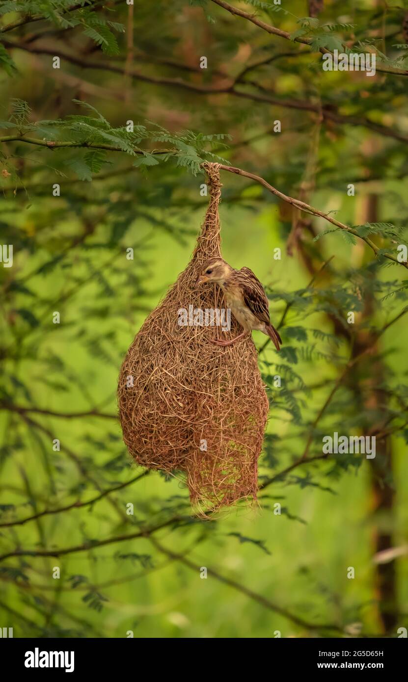 Weaver Bird sitzt auf dem Nest Stockfoto