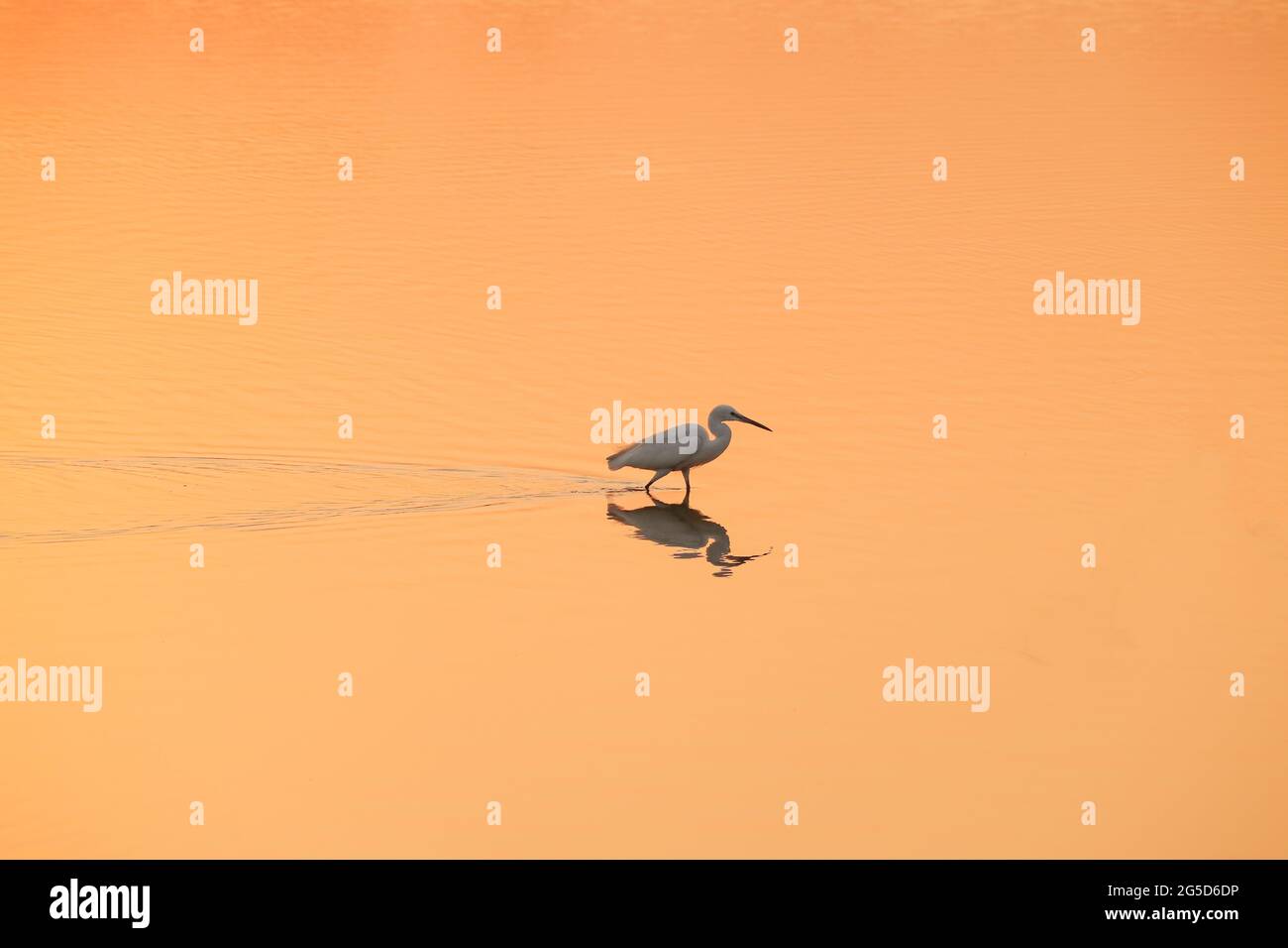 Vogel im Wasser, Blick auf den Sonnenuntergang Stockfoto