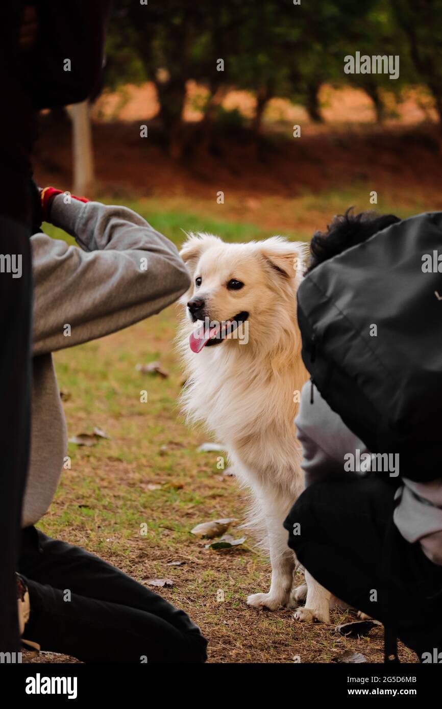 Hund im Hundepark, Liebhaber von Haustieren Stockfoto
