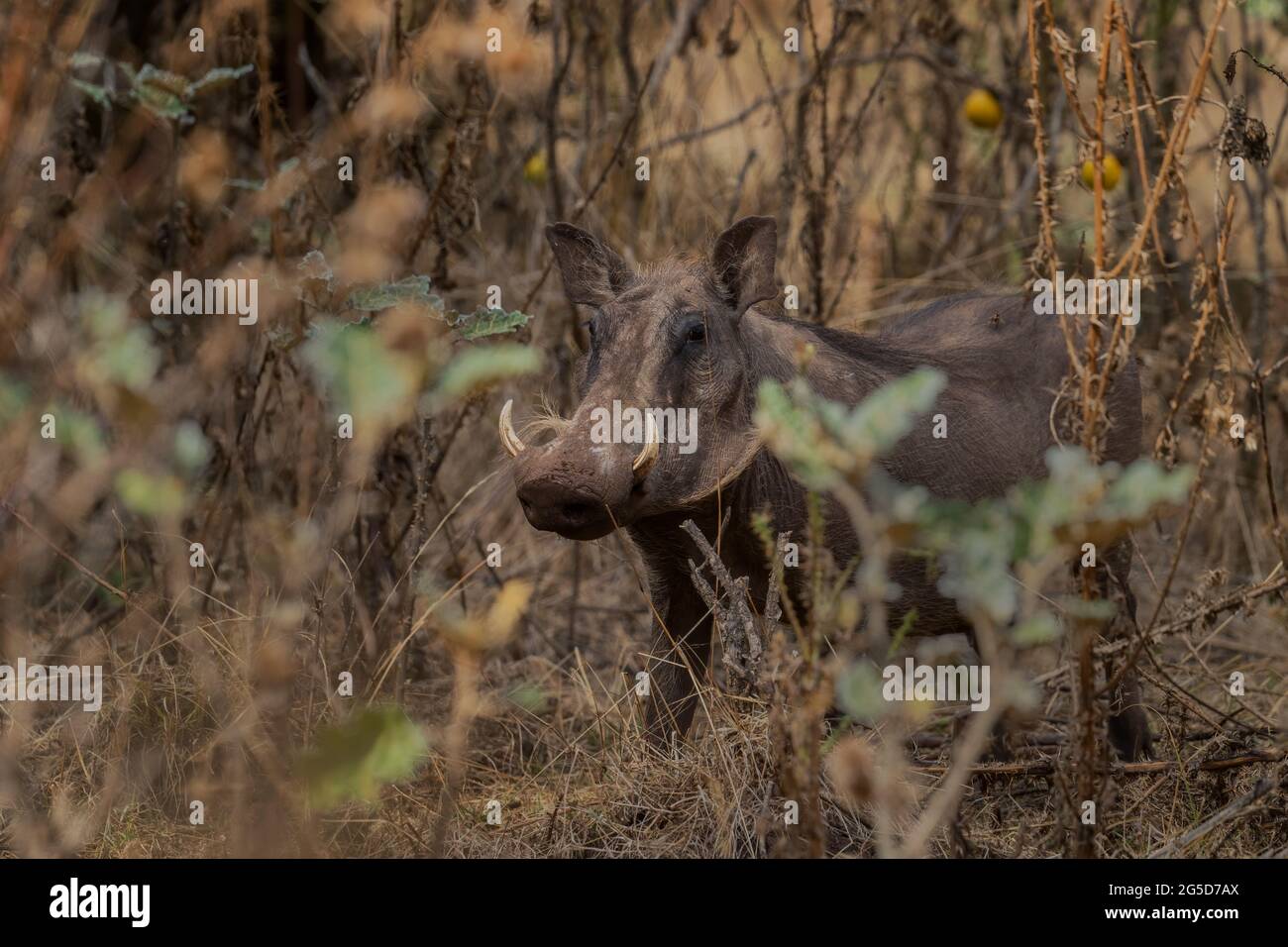 Gewöhnlicher Warthog - Phacochoerus africanus, gemeines Säugetier aus afrikanischen Büschen und Savannen und Wäldern, Abidjatta-Shalla, Äthiopien. Stockfoto